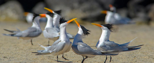 Elegant Terns by Aburto Oropeza